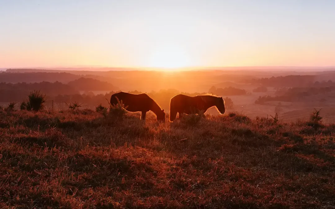Ranch du Haut-Languedoc